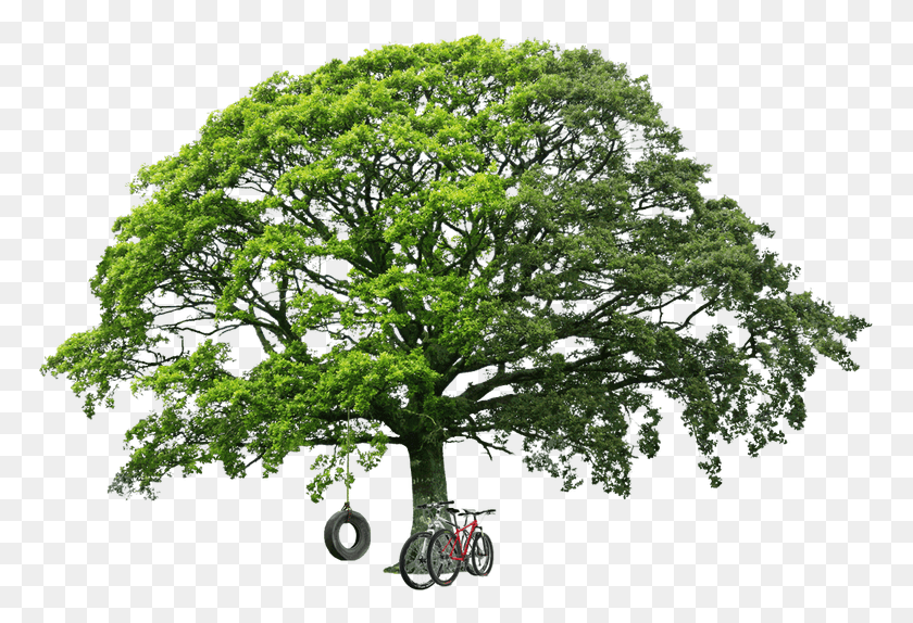 768x514 Zip File Link Is In The End Of The Post Oak Tree, Tree, Plant, Oak HD PNG Download