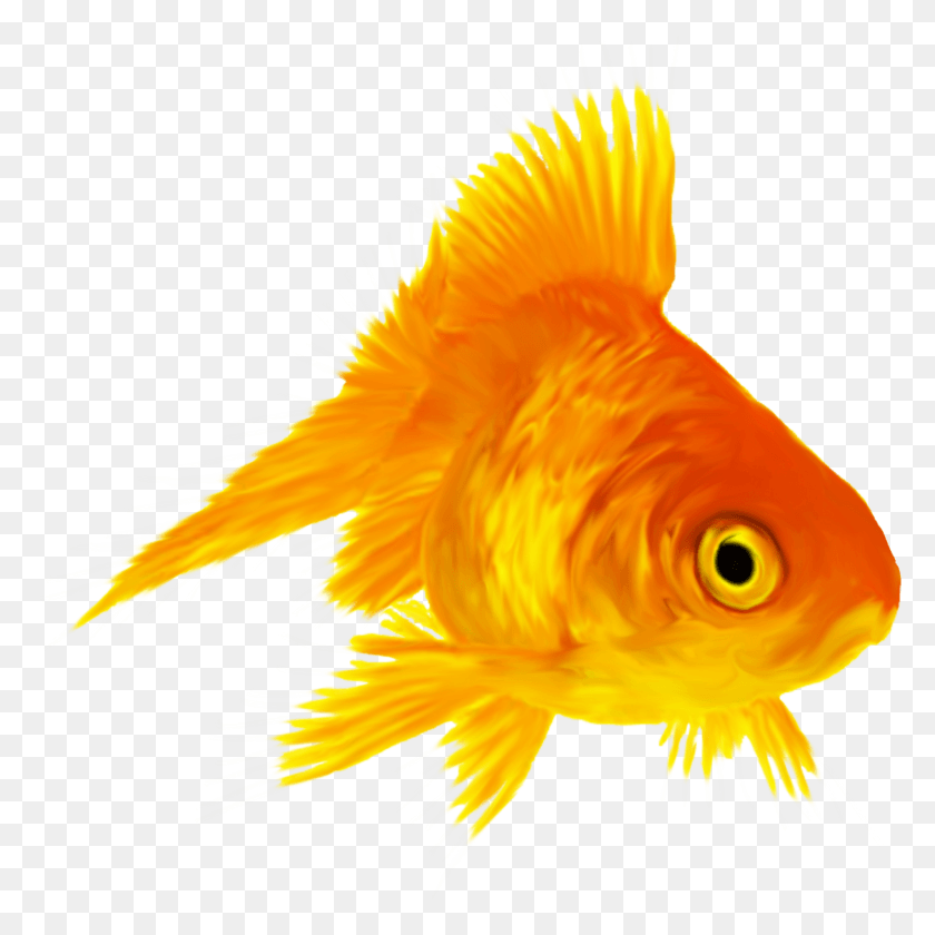 1410x1410 Золотая Рыбка Для Фотошопа, Золотая Рыбка, Рыба, Животное Hd Png Скачать