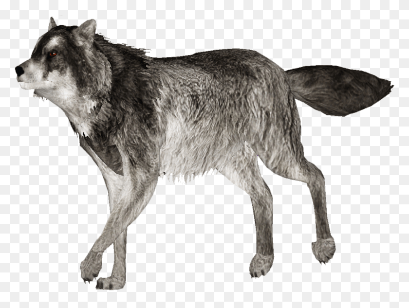 1080x794 Zoo Tycoon Wolf Mod Wolf, Mammal, Animal, Dog HD PNG Download
