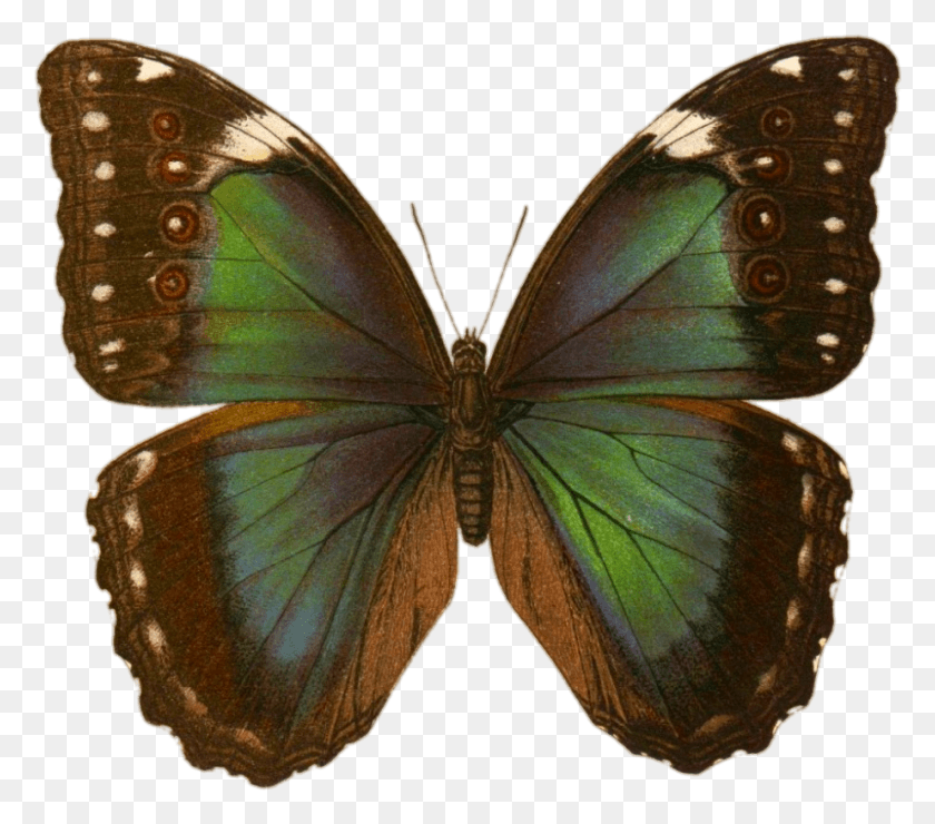922x804 Zoologie Зеленая Бабочка Винтажная Татуировка Бабочки, Насекомое, Беспозвоночное, Животное Png Скачать