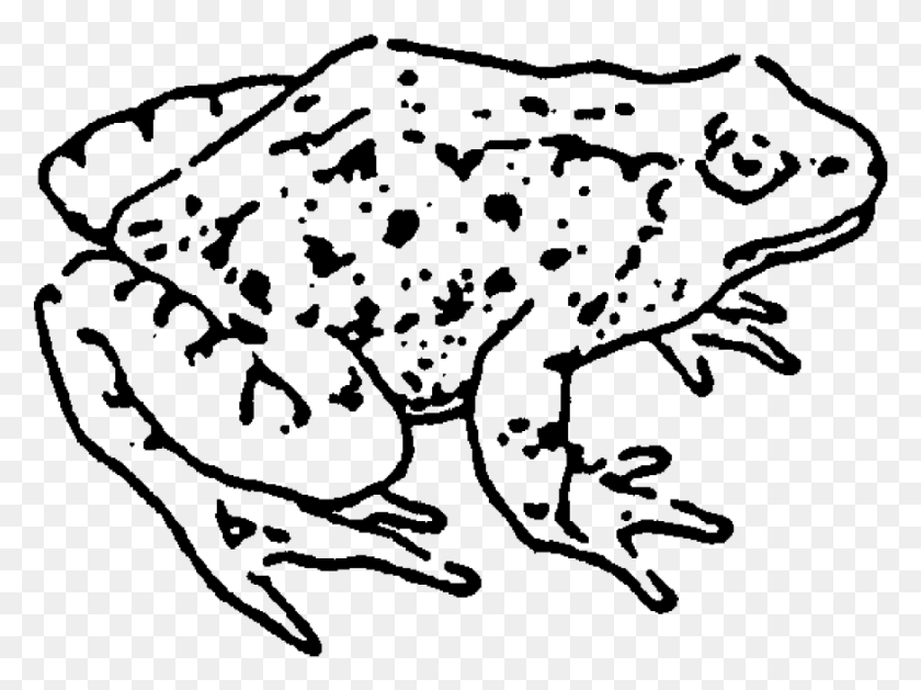 874x638 Zoom Frog Rubber Stamp Phyllobates, Gray, World Of Warcraft Descargar Hd Png