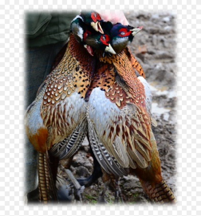 669x843 Zoom Whole Pheasant, Bird, Animal, Chicken HD PNG Download