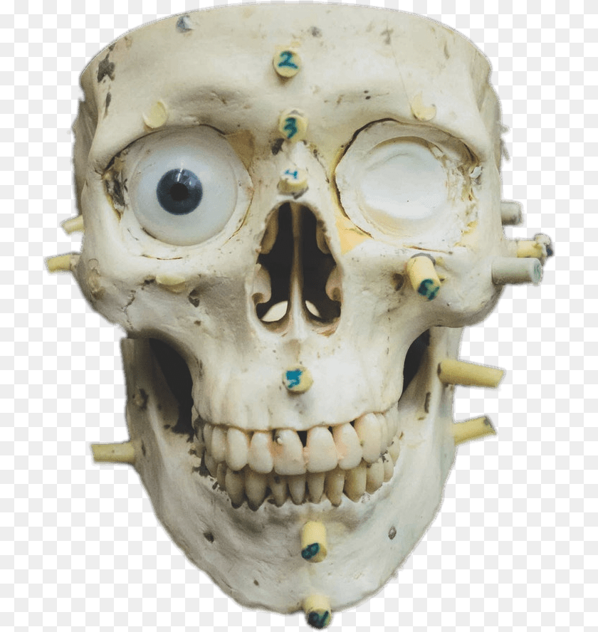 720x888 Zoomed In Skull Forensic Science, Head, Person, Baby, Face PNG