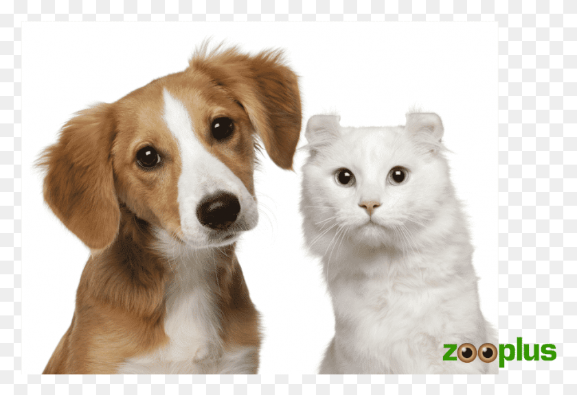 916x606 Zooplus Web Mascotas Cachorros De Perros Y Gatos, Собака, Домашнее Животное, Собак Hd Png Скачать